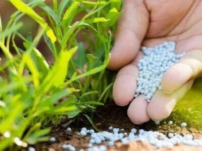 1504-127542-le-burkina-faso-revise-a-la-baisse-le-prix-des-engrais-destines-au-coton-en-20252026_M