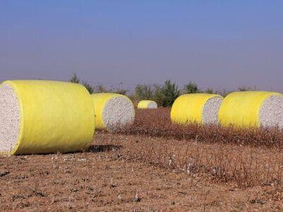 0810-132174-cameroun-performance-stable-pour-les-exportations-de-coton-au-1er-trimestre-2025_M