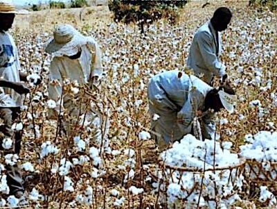 0104-23238-coton-au-cameroun-inondations-et-jassides-menacent-la-filiere-avec-plus-de-10-milliards-fcfa-de-pertes-par-an_L