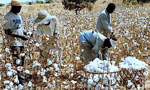 0104-23238-coton-au-cameroun-inondations-et-jassides-menacent-la-filiere-avec-plus-de-10-milliards-fcfa-de-pertes-par-an_L