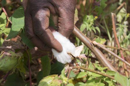 0109-141190-coton-face-au-regain-d-interet-pour-le-textile-le-ghana-veut-relancer-sa-production_M